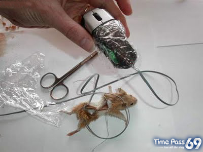 Real Computer Mouse But Madness