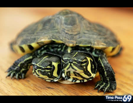 Two-Headed Creatures