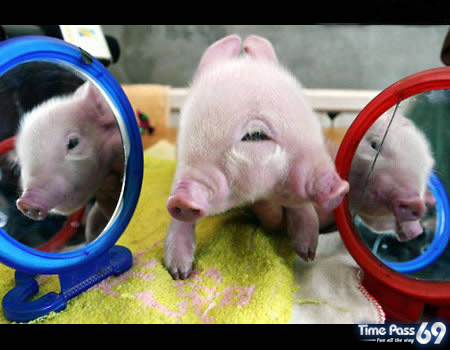 Two-Headed Creatures