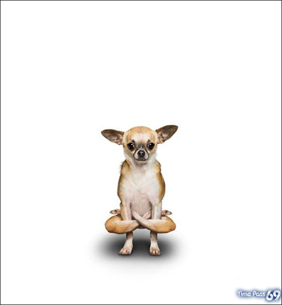 Yoga Dogs for 2010