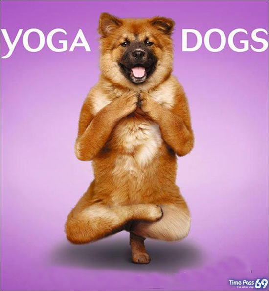 Yoga Dogs for 2010