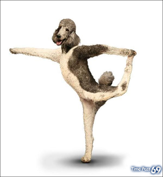 Yoga Dogs for 2010