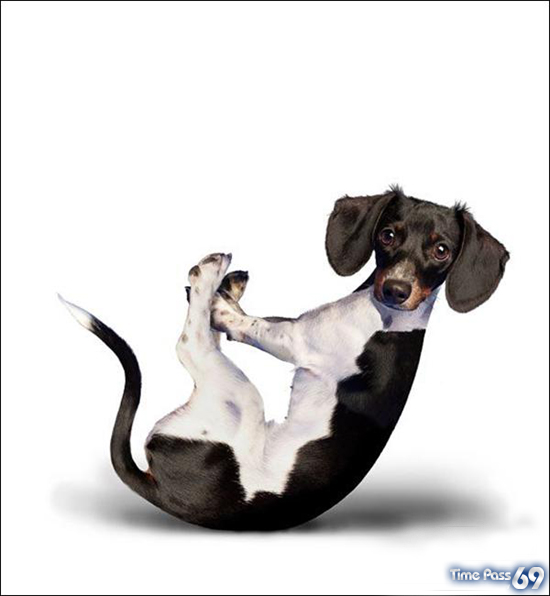 Yoga Dogs for 2010