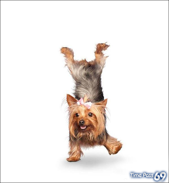 Yoga Dogs for 2010