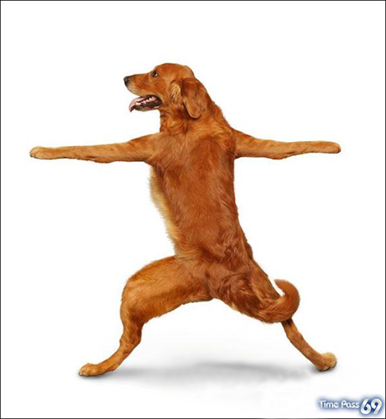 Yoga Dogs for 2010