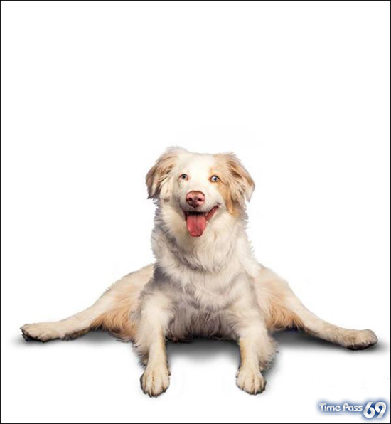Yoga Dogs for 2010