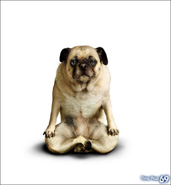 Yoga Dogs for 2010