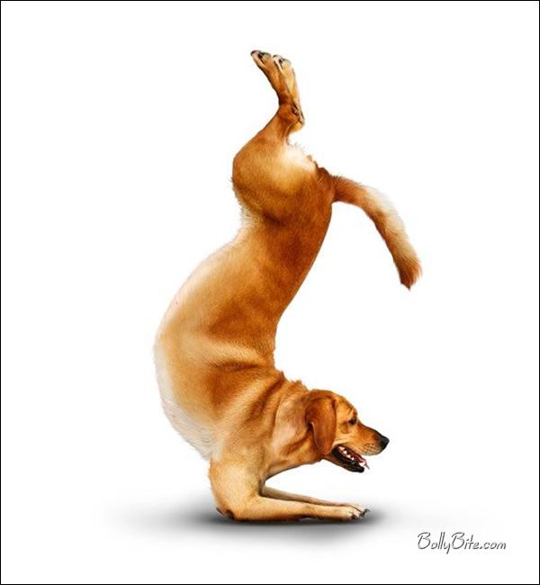 Yoga Dogs for 2010