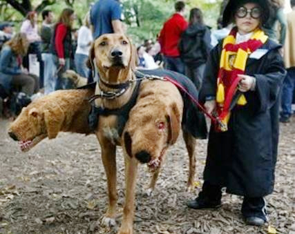 Why Dogs Bite People - Lol