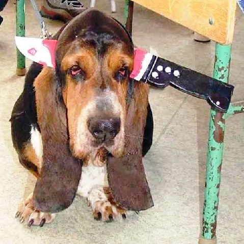 Why Dogs Bite People - Lol