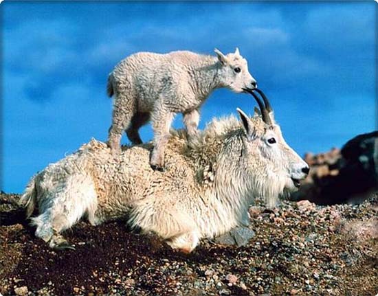 Sure Footed Goats