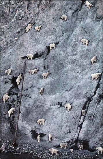 Sure Footed Goats