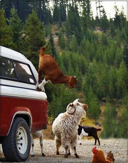 Sure Footed Goats