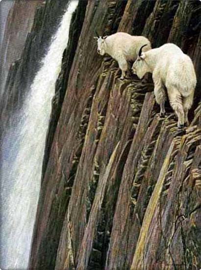 Sure Footed Goats