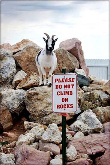 Sure Footed Goats