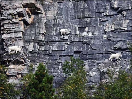 Sure Footed Goats