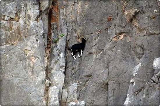 Sure Footed Goats
