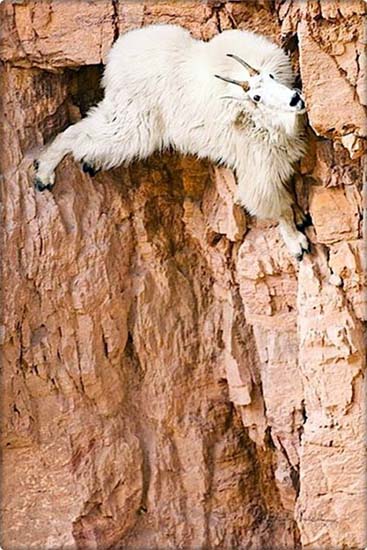 Sure Footed Goats
