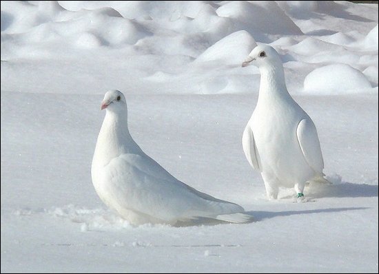 Almost White