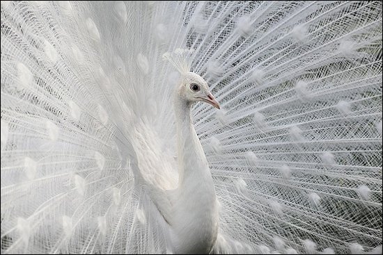 Almost White