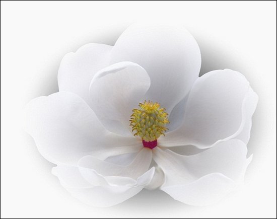 Almost White