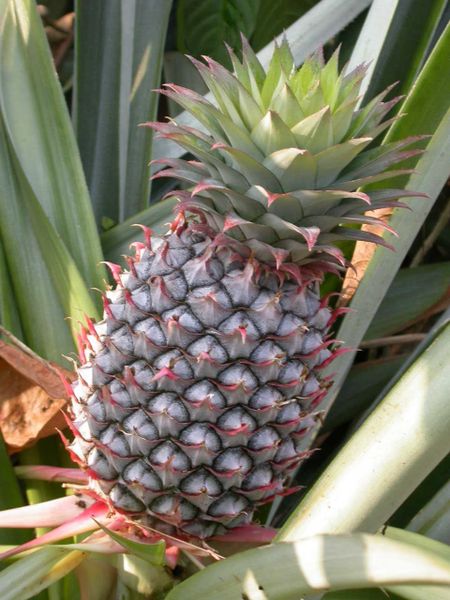 Absolutely Fresh