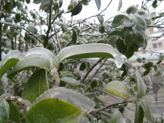 After Ice Rain in South China