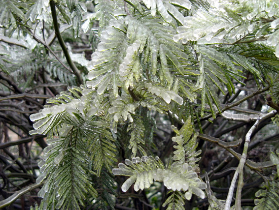 After Ice Rain in South China