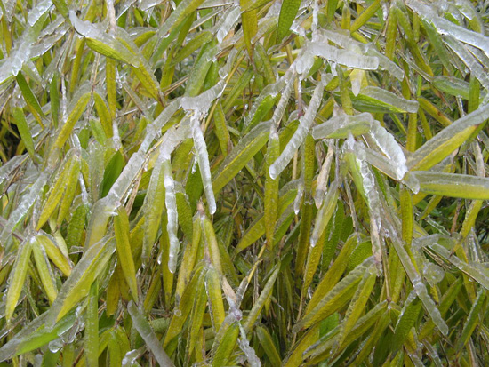 After Ice Rain in South China