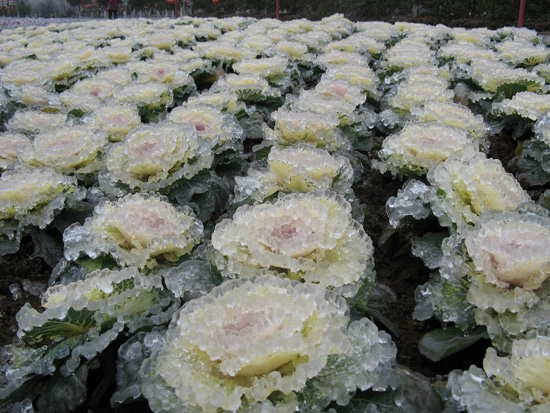 After Ice Rain in South China