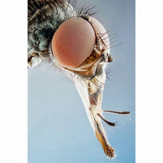 Macro Photography of Insects