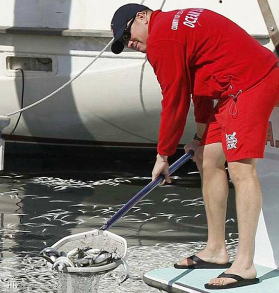 Mass Fish Death in California after Tsunami in Japan