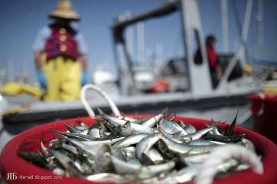 Mass Fish Death in California after Tsunami in Japan