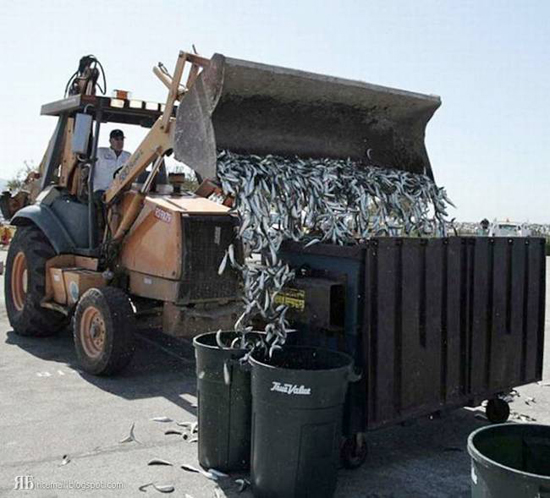 Mass Fish Death in California after Tsunami in Japan