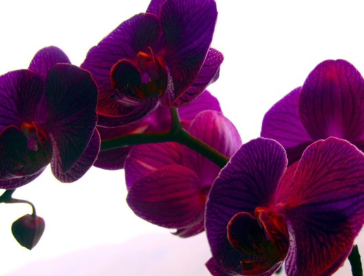 Rare Flowers Orchid Tunicate and More