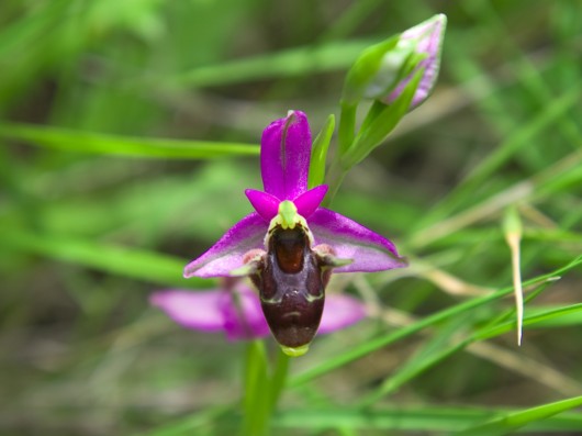 Rare Flowers Orchid Tunicate and More