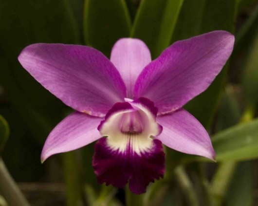 Rare Flowers Orchid Tunicate and More