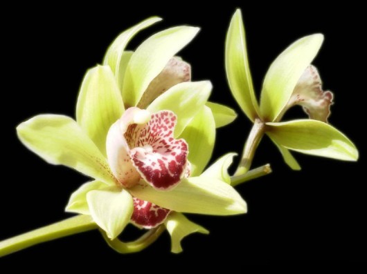 Rare Flowers Orchid Tunicate and More
