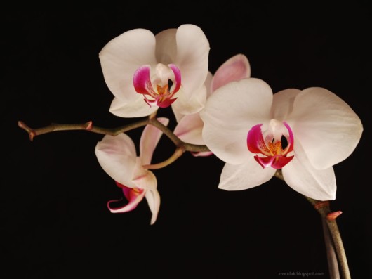 Rare Flowers Orchid Tunicate and More