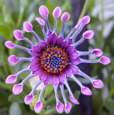 Rare Flowers Orchid Tunicate and More