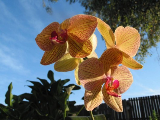 Rare Flowers Orchid Tunicate and More
