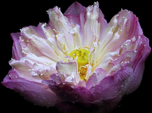 Rare Flowers Orchid Tunicate and More