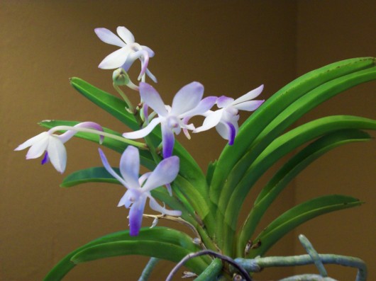 Rare Flowers Orchid Tunicate and More