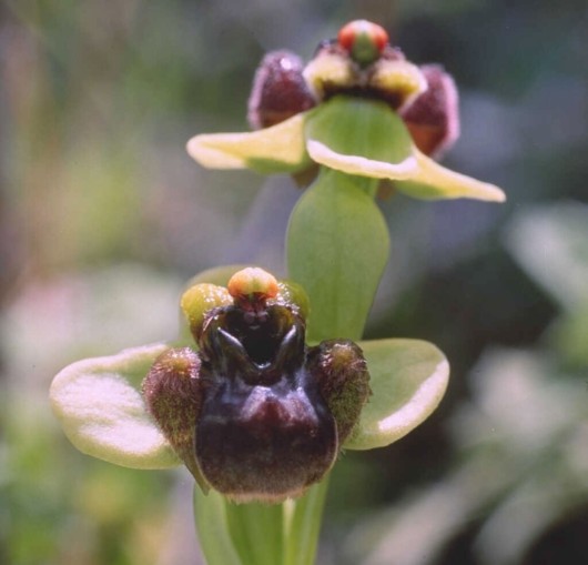 Rare Flowers Orchid Tunicate and More