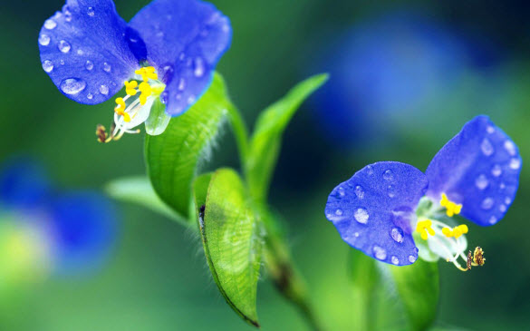 Beautiful Examples of Flowers Photography
