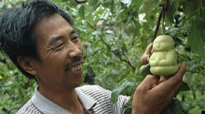 Farmer Grows Buddha Pears