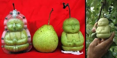 Farmer Grows Buddha Pears