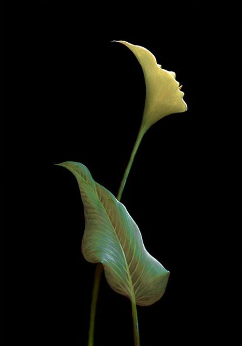 Staggering illusions by Octavio Ocampo II