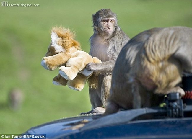 Dont Left the Car in a Safari Park