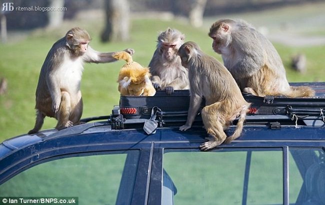 Dont Left the Car in a Safari Park